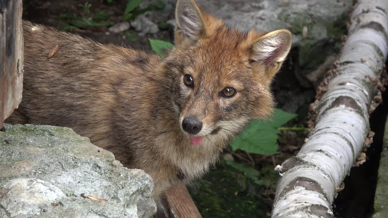 Imagens naturais da vida selvagem de uma raposa vermelha deitada à sombra entre rochas e troncos de bétula em Dombay, Cáucaso, Rússia, olhando para a câmera em seu habitat florestal de verão.