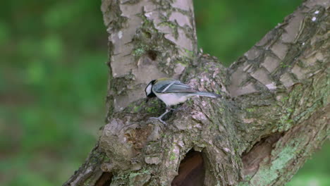 japanese tit flying away from its nest on a tree hollow