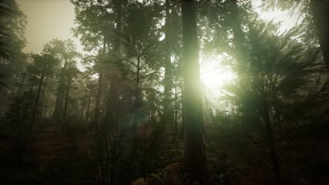 paisaje de puesta de sol brumosa del bosque de secuoya