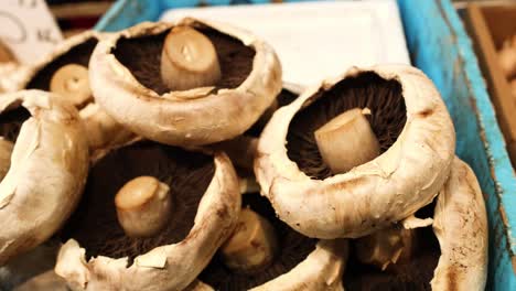 various mushrooms displayed in blue crates