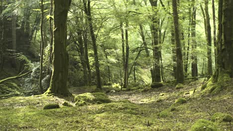 un antiguo bosque mágico en el pico del verano en el reino unido