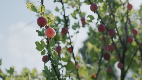 Gooseberries ripen on a branch. The sun illuminates the bush with berries