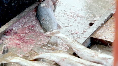 fishmonger descaling a kob at fish market of harbour, close-up