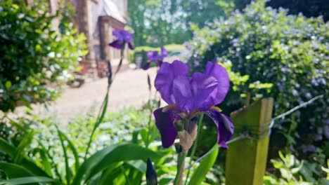la flor de iris púrpura sopla en la brisa en el jardín el seto de la casa