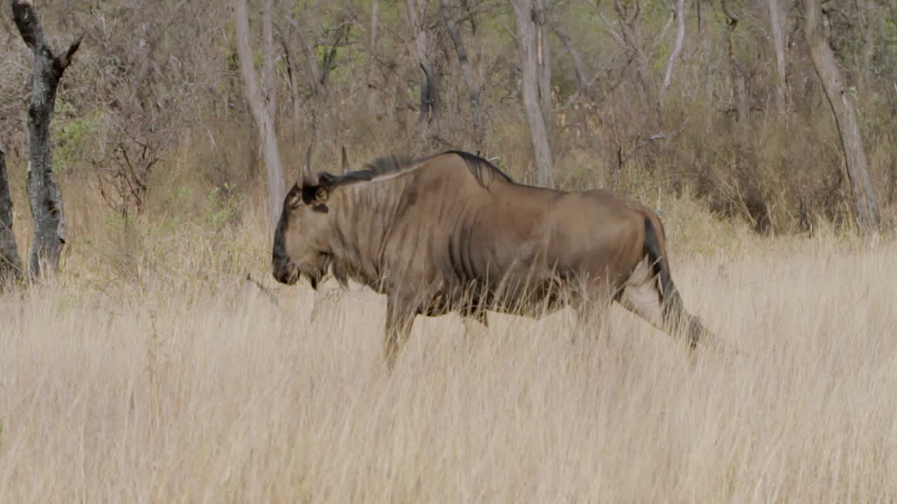 Wildebeest walking through tall grass in South Africa.