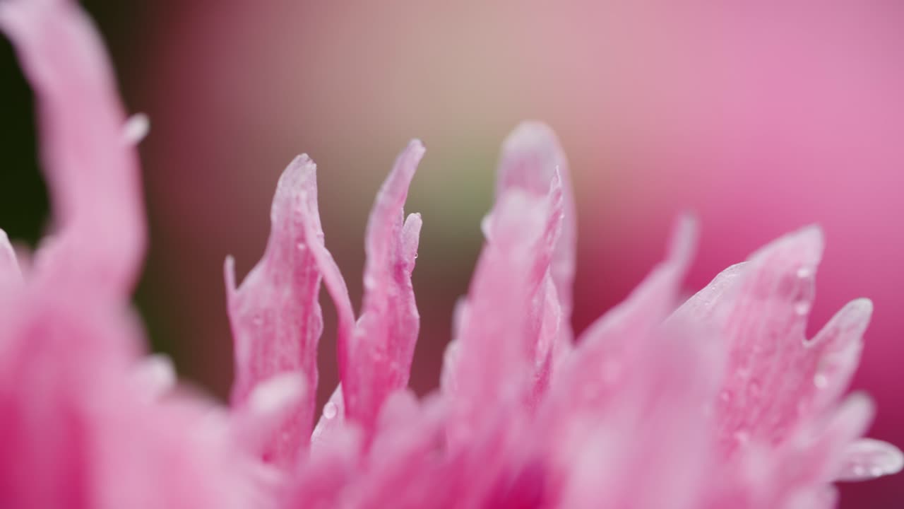 fotografía macro extrema de una flor de adormidera con poca profundidad de campo.
