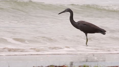 the pacific reef heron can be found in different oceanic areas in asia and can be difficult to identify when it is in its light morph