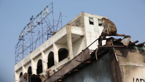 Free-Roaming-Monkey-in-Lopburi,-Thailand