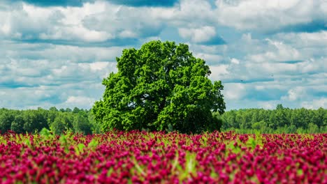 Vibrant incarnate clover blossoms sway in wind beneath vast sky and ancient oak