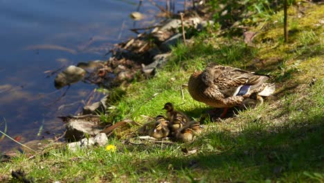 mother duck and ducklings by the water