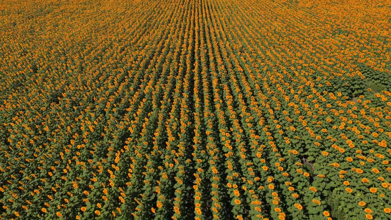 Vista aerea con drone di un campo di girasoli con molti fiori gialli sotto un cielo estivo luminoso, che simboleggia l'agricoltura e la natura. Moldova