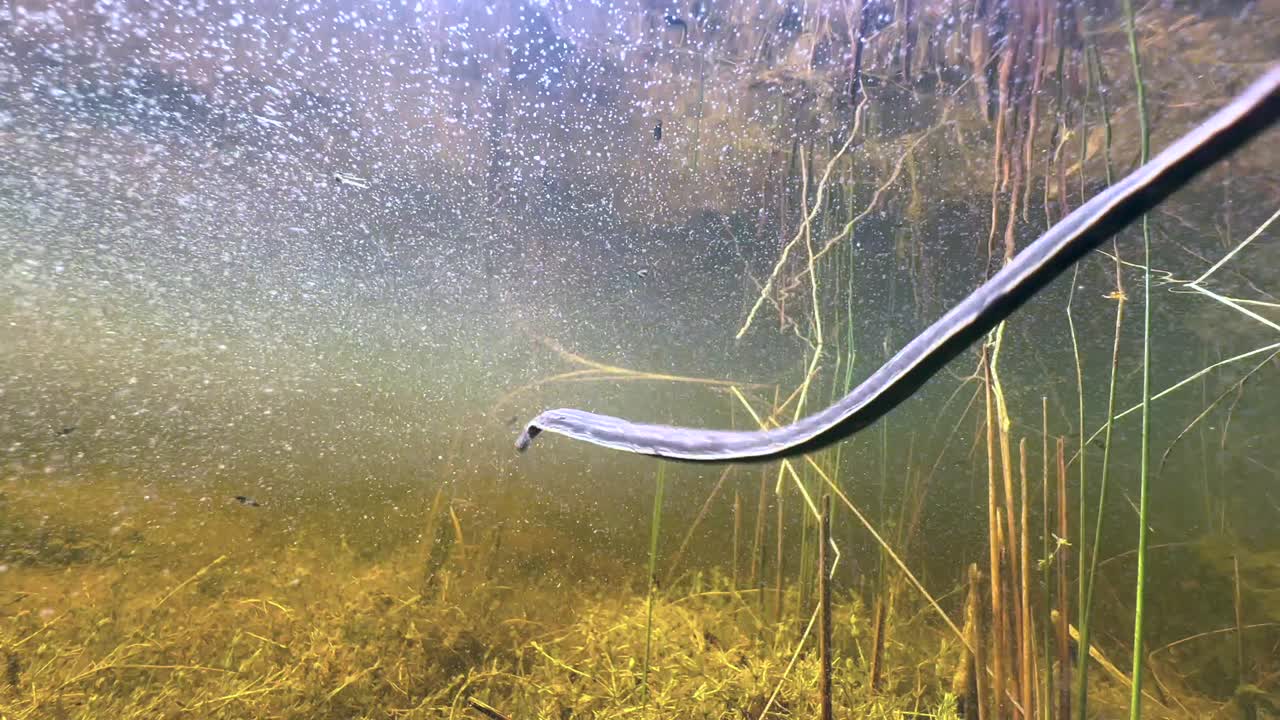 European medicinal leech swimming in the murky pond, Estonia.