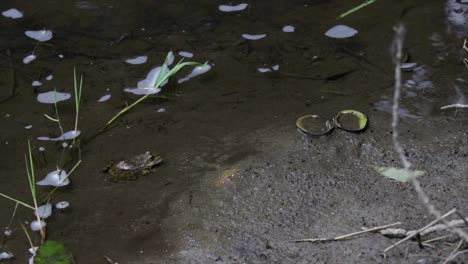 frog leaping