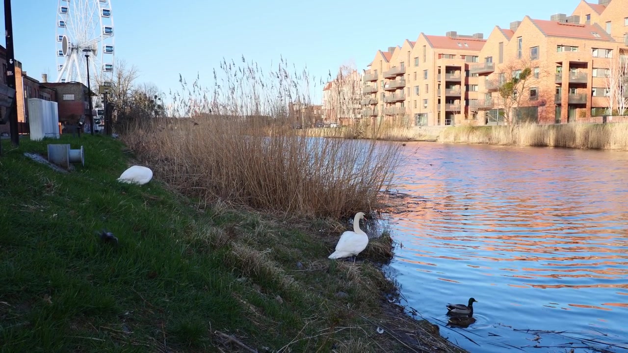 Svanar och änder vid en kanals strand i centrala Gdansk, Polen.