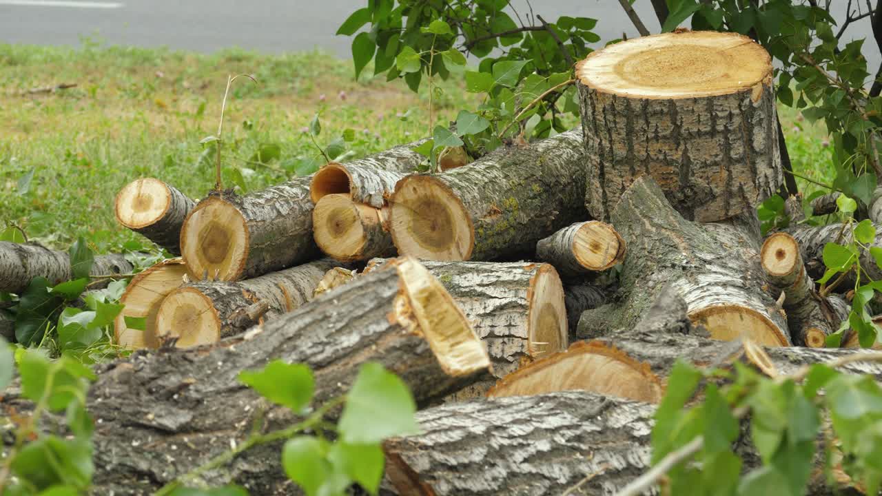 초록 잎 을 가진 잘라진 나무 줄기