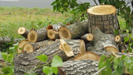 tronco de árbol cortado con hojas verdes