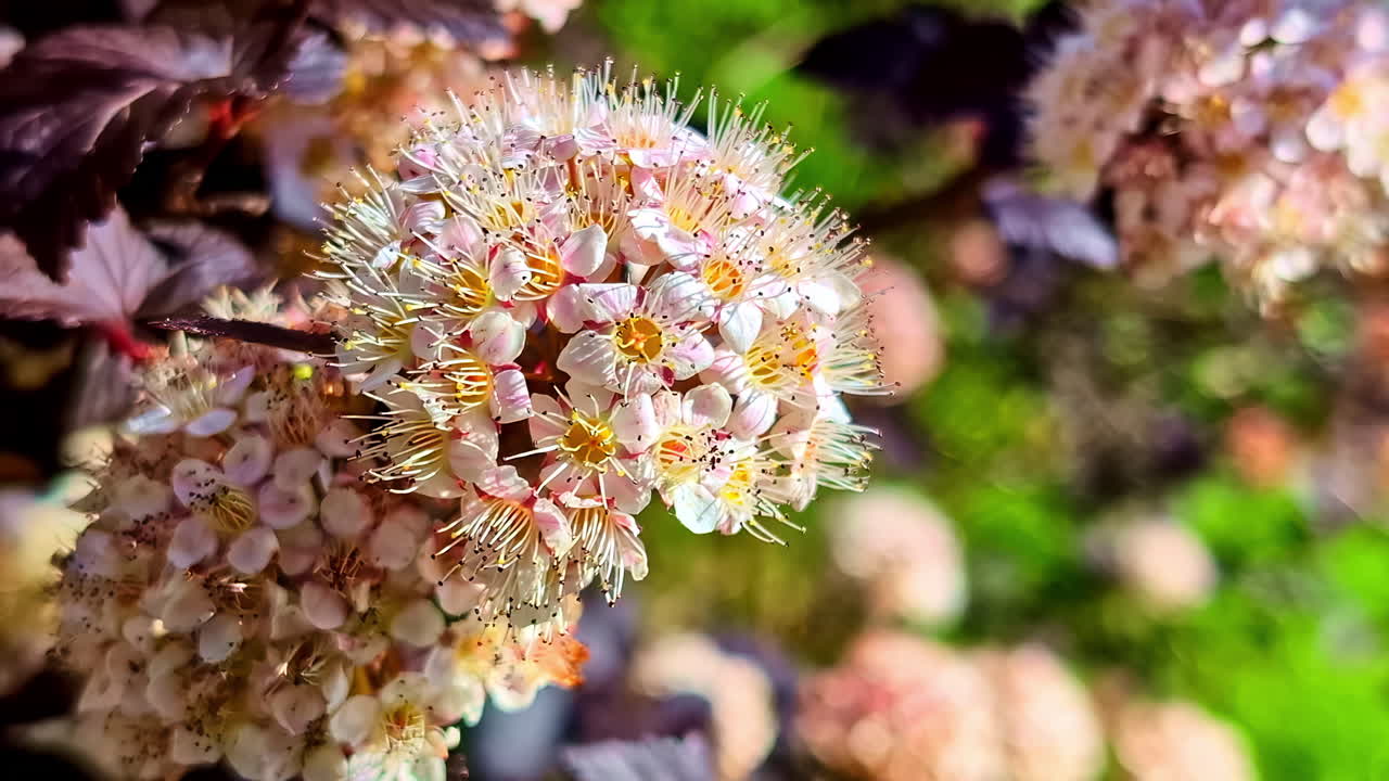 Close-up of blooming pink-white flowers with fuzzy stamens in garden light