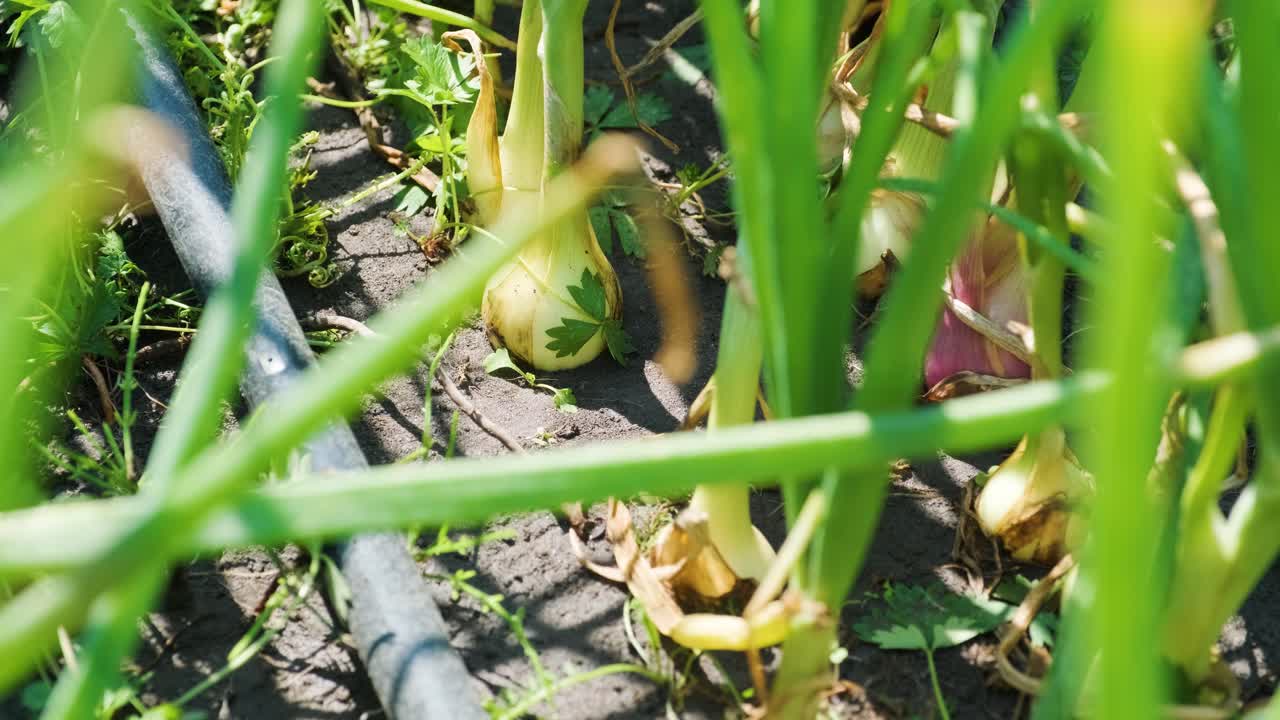 Green onions growing in earth, organic farming, rows in the field. Sprouted green onion close-up