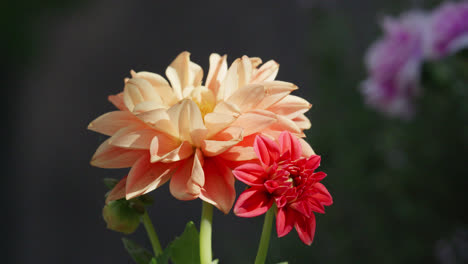 Nahaufnahmevideo-Einer-Pfirsichfarbenen-Dahlienblüte-Mit-Sommersonne,-Die-Die-Gartenszene-Beleuchtet