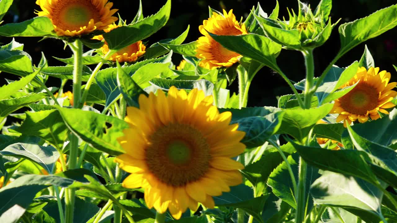 girasoles en un campo