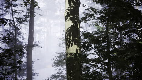 misty forest with towering trees and subtle shadows in soft light