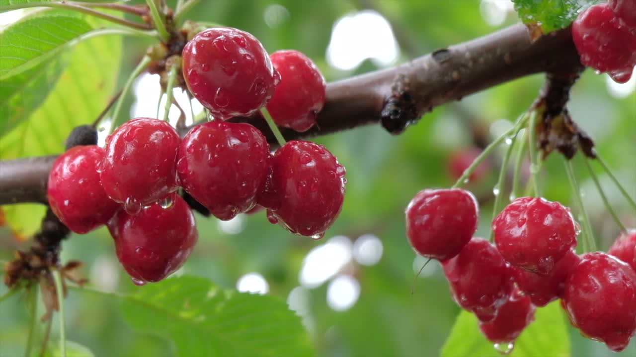 Close up of wet red cherries ripe on the tree in sunlight