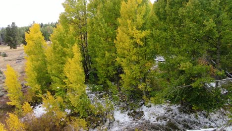 Aerial-close-up-shot-of-a-pine-forest-with-some-snow-in-the-ground,-drone-goes-slowly-into-the-woods-at-Lake-Tahoe-in-Sierra-Nevada,-California