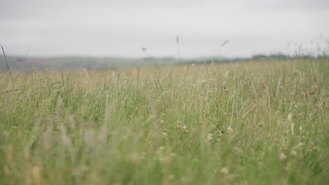 Nueva-Zelanda-Verde-Hierba-Larga-Ondeando-Al-Viento