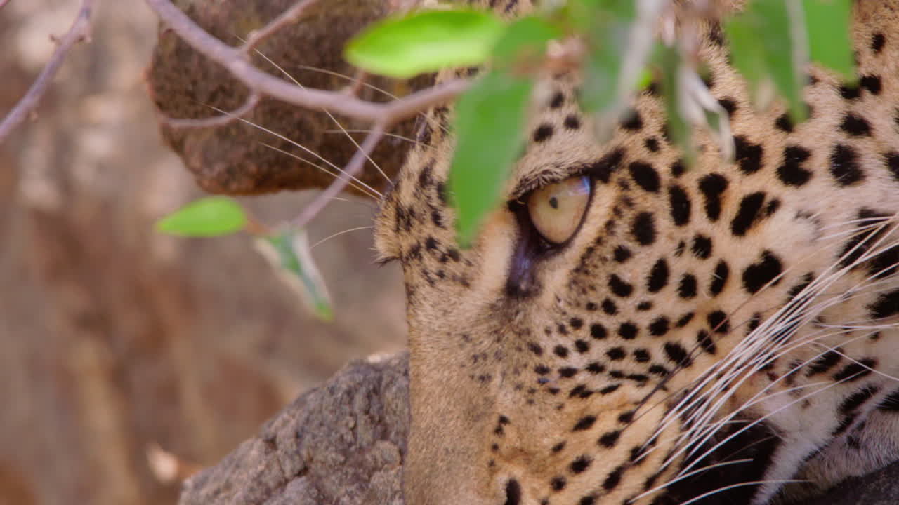 Leopardekopf döst am Mittag in der Savanne.