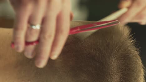 the barber trims his client's hair from the side using hair scissors and a white comb