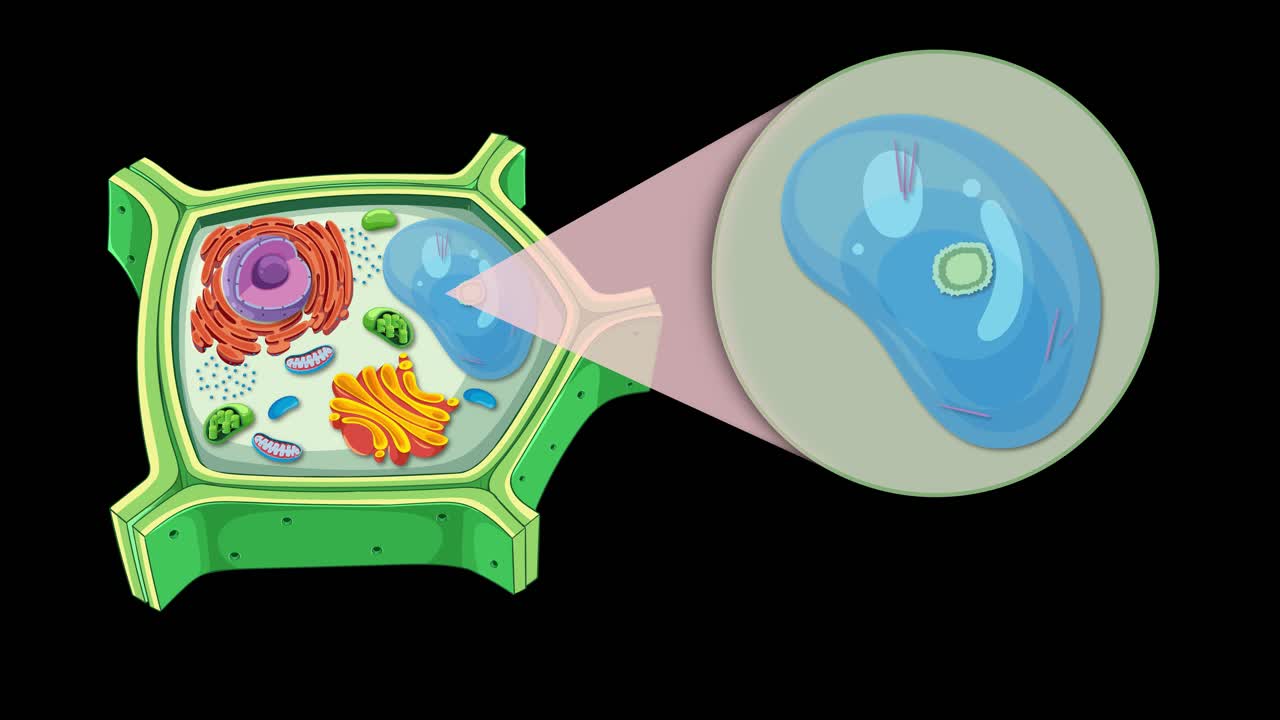 Animation illustrating plant cell anatomy with focus on vacuole and crystal formations, using vibrant colors and smooth transitions