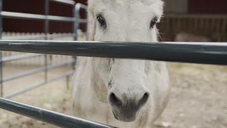 A-white-donkey-looks-into-the-camera-through-a-fence-on-a-farm.