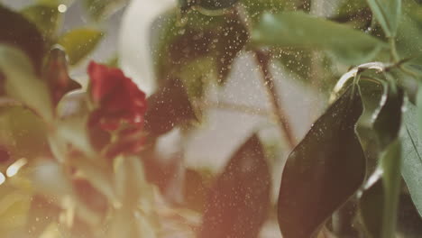 water droplets on a plant