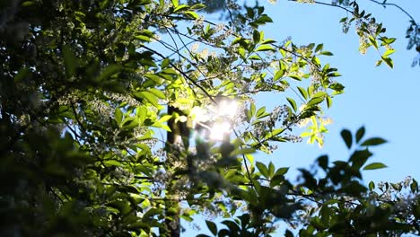 Dazzling-Sunlight-Passing-Through-Leaves-Of-Plant-With-Blue-Sky-In-The-Background