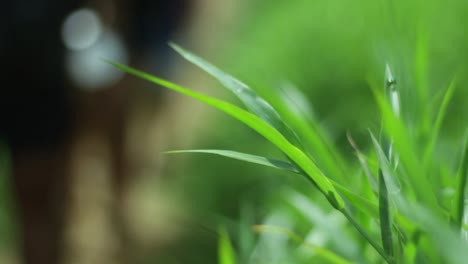 A-Macro-Shot-of-a-Shiny,-Beautiful-Leaf-Blade-with-Travelers-walking-in-the-Background