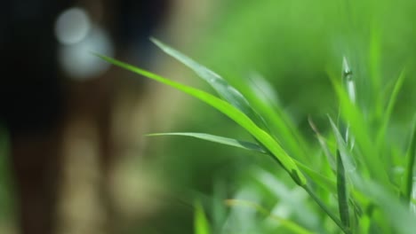 una foto macro de una hoja brillante y hermosa con viajeros caminando en el fondo