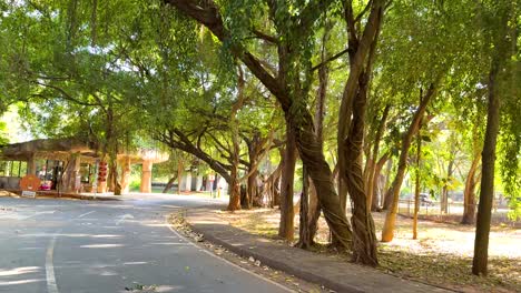 peaceful road surrounded by lush green trees