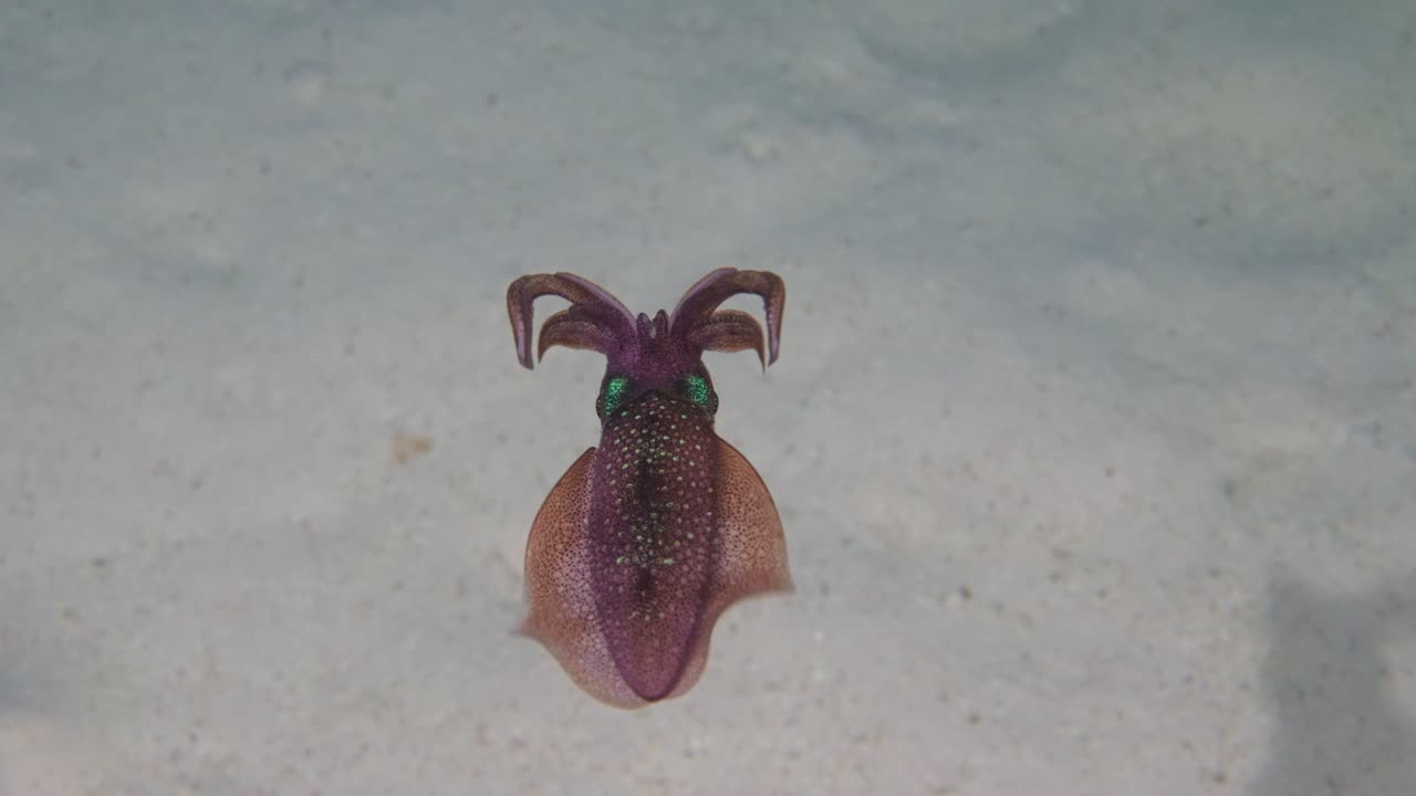 close up shot of a swimming calamari during a night dive in 4k