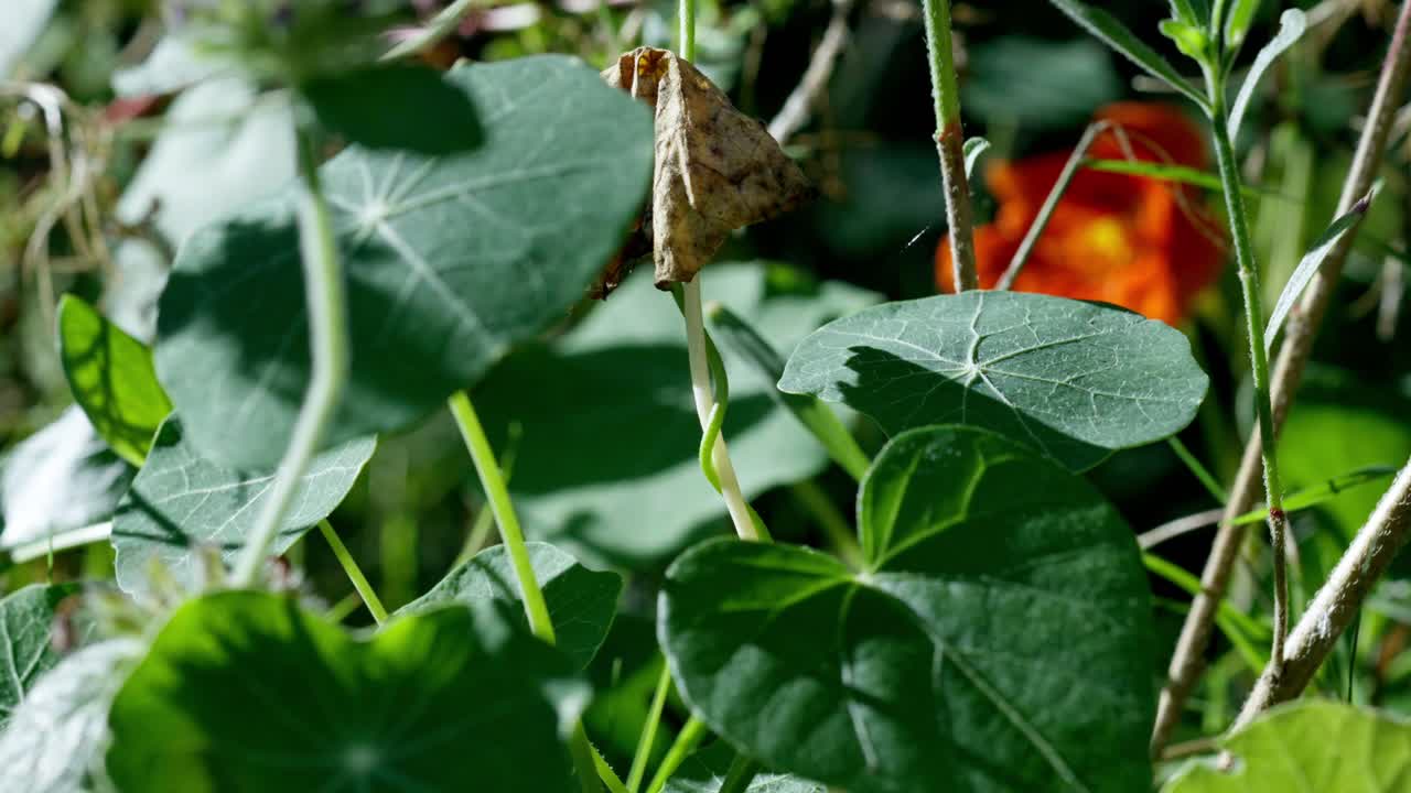 Tropaeolum majus, the garden nasturtium, nasturtium, Indian cress or monk's cress