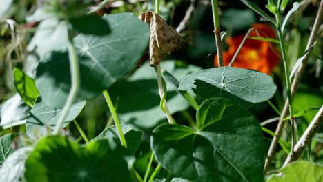 tropaeolum majus, the garden nasturtium, nasturtium, indian cress or monk's cress