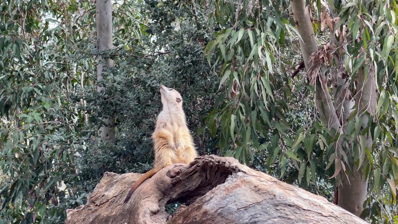 Un suricato sta in piedi su un tronco, scrutando il cielo con uno sfondo di foresta