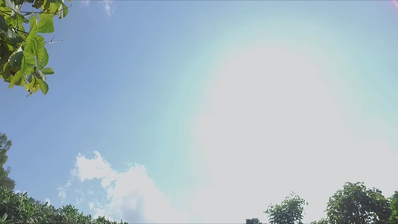 일출의 티크 트리