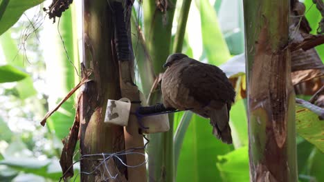 close-up shot of cute philippine collared dove resting on perch in tropical jungle