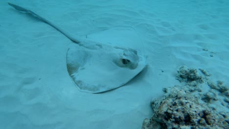 Aufnahmen-Eines-Wilden-Stachelrochens,-Der-Im-Sand-Auf-Dem-Meeresgrund-Liegt,-Gefilmt-Im-Meer-Der-Seychellen