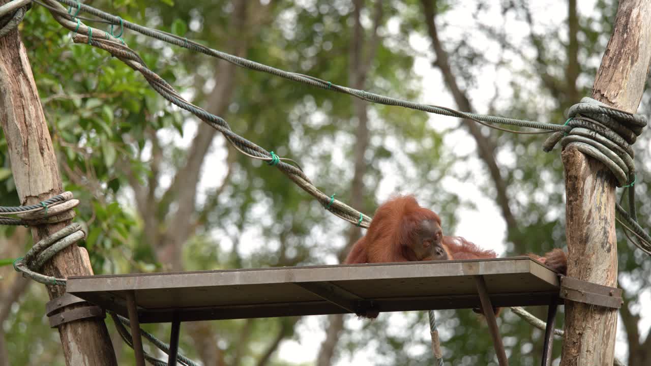 Yemyeşil bir yağmur ormanı koruma alanında, ahşap bir platformda yatan, yemek yiyen ve dinlenen bir orangutan.