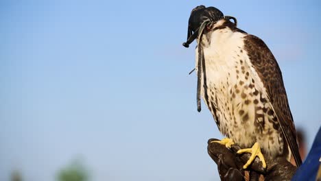 leather hood covers head of saker falcon blinding it during manning process