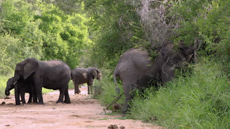 African-Elephants-graze-on-plants-in-South-Africa,-long-shot