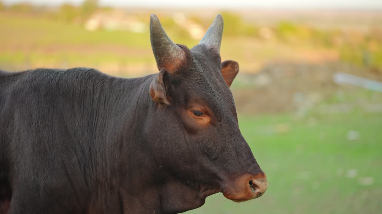 vaca marrón en un campo