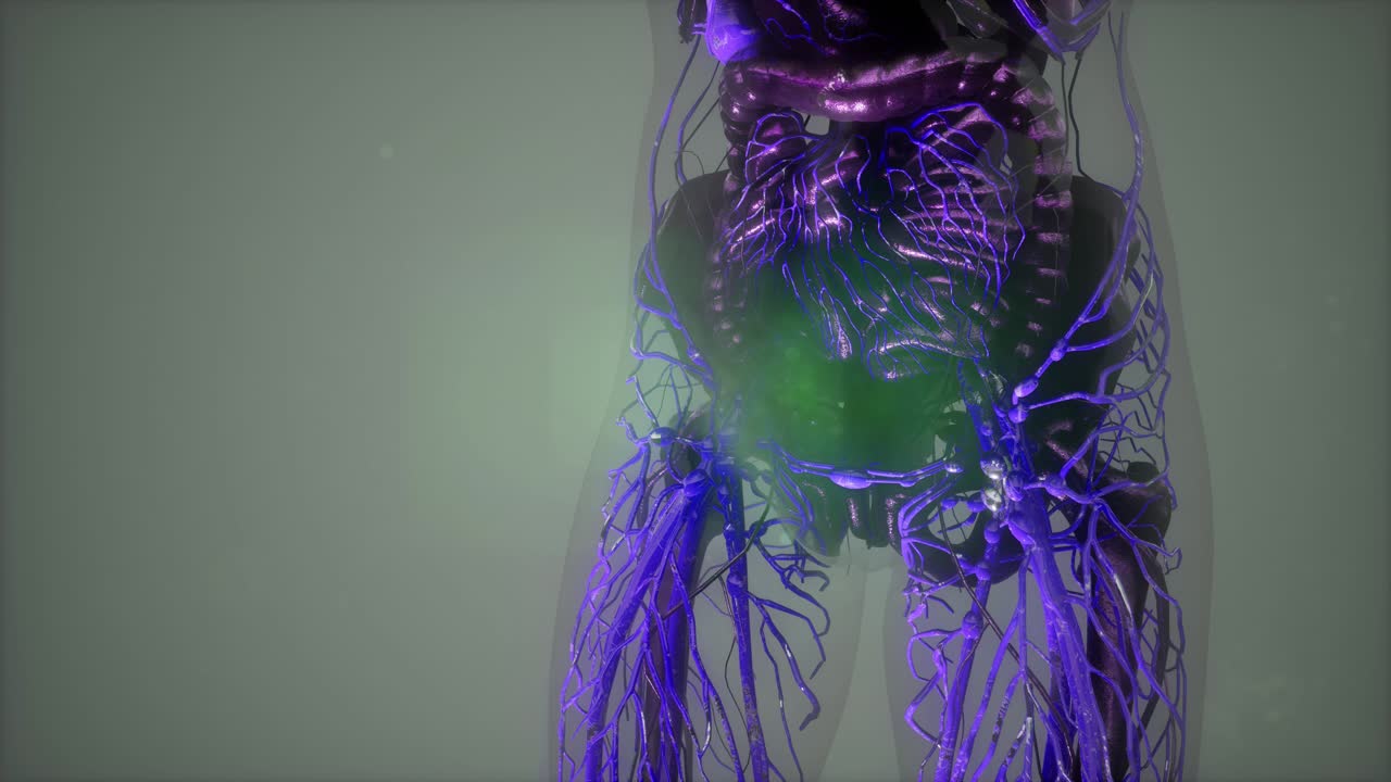 Human Body with Glow Blood Vessels