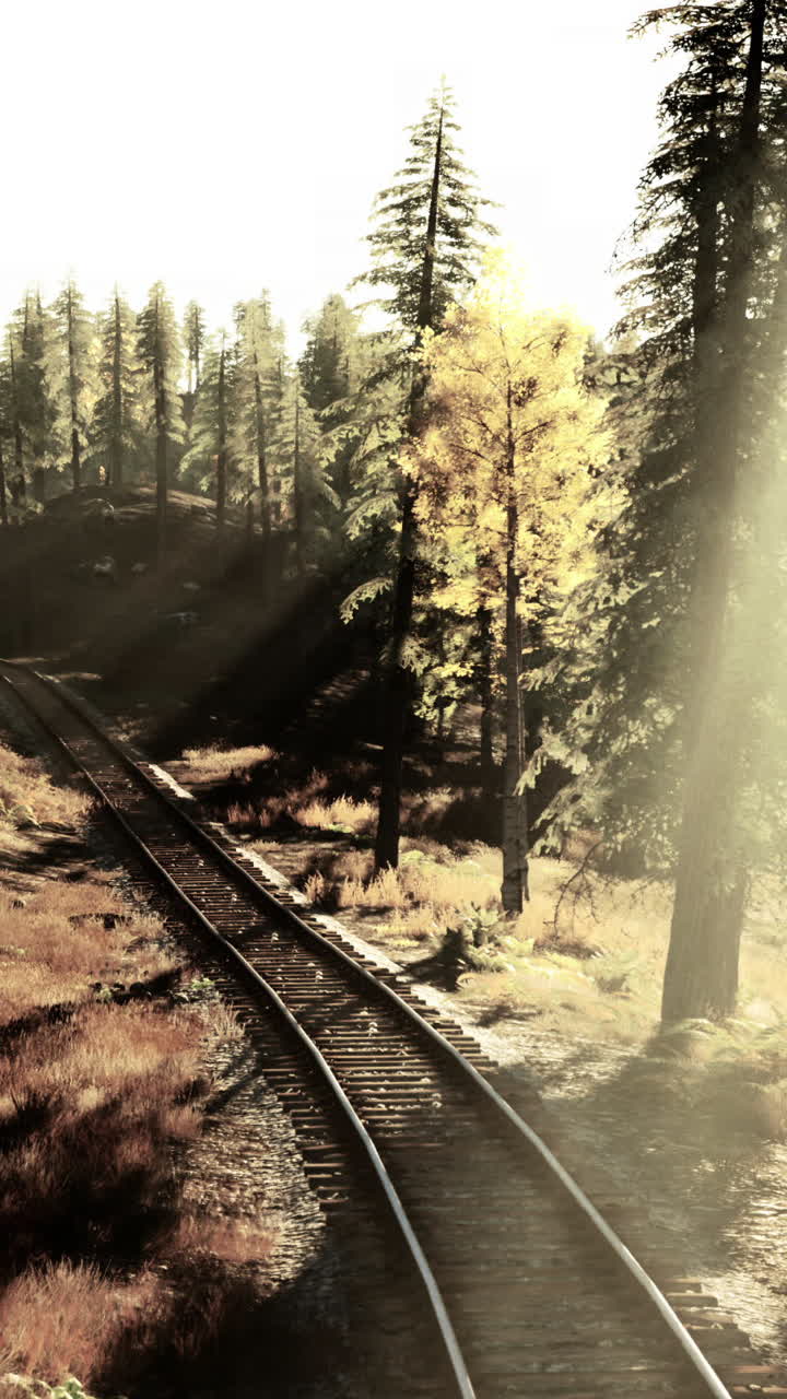 vías de ferrocarril a través de un bosque